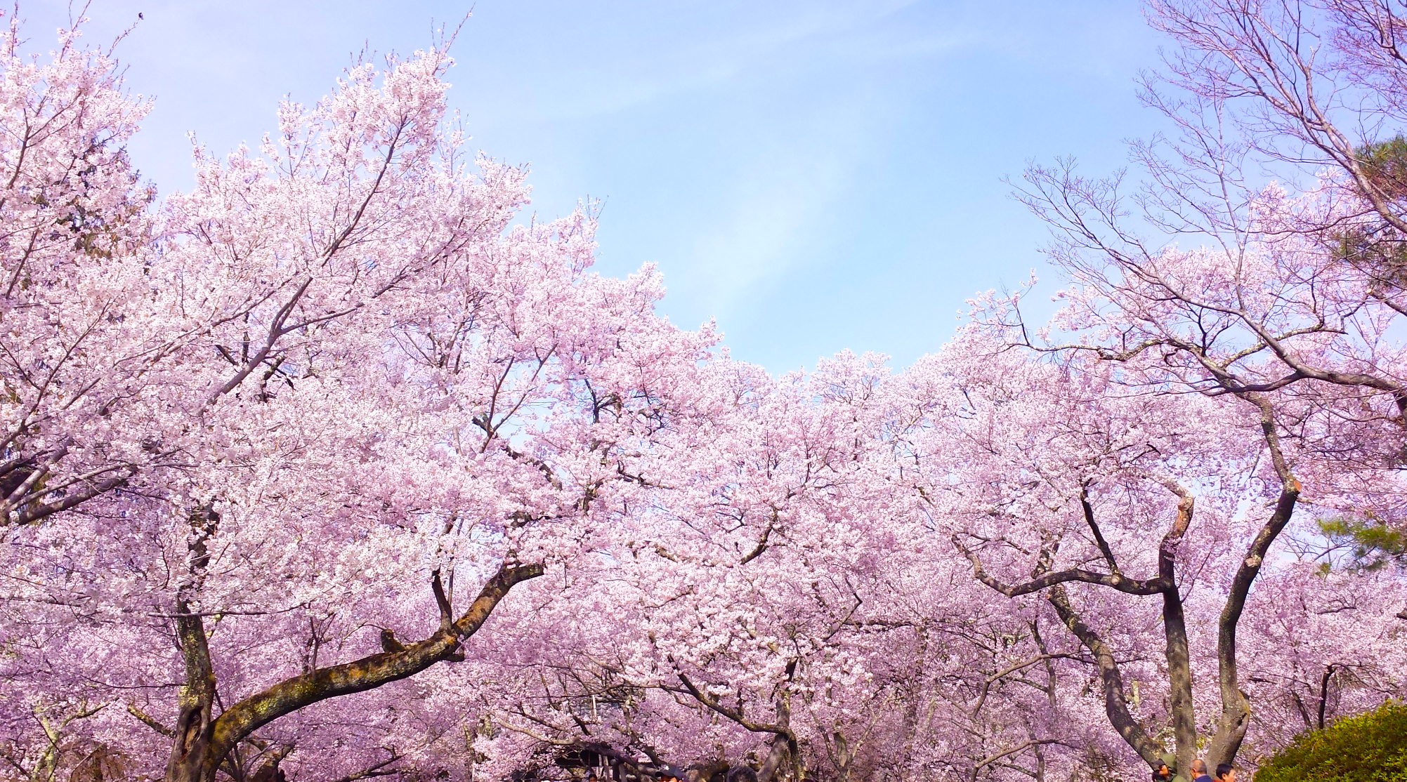 Sakura blossom. Сакура дерево. Цветущая Сакура. Сакура вишня. Японская Сакура.